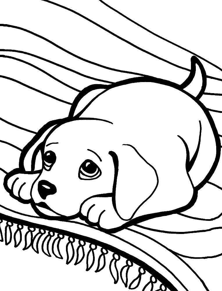 Coloring Sad puppy. Category dogs puppies. Tags:  puppy , dog. basket.