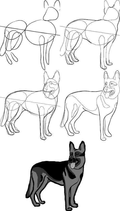 Coloring German shepherd. Category dogs shepherd. Tags:  German shepherd, dog, shepherd.