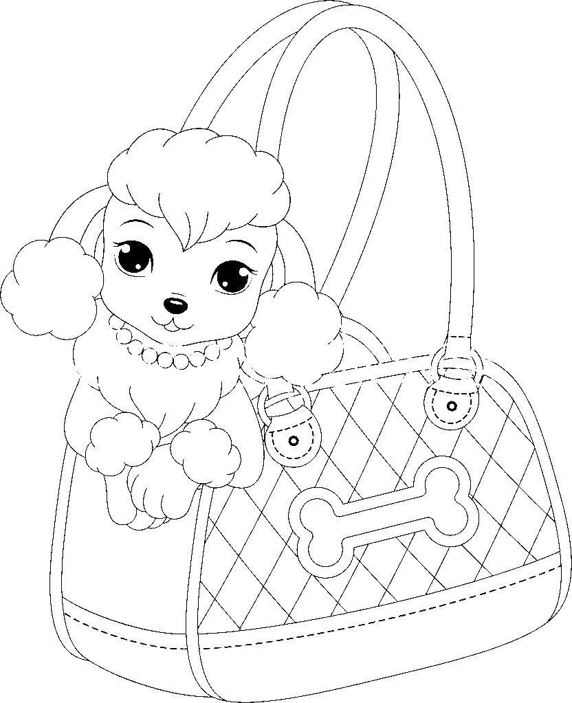 Coloring Poodle in a bag. Category dogs poodle. Tags:  dog, poodle.