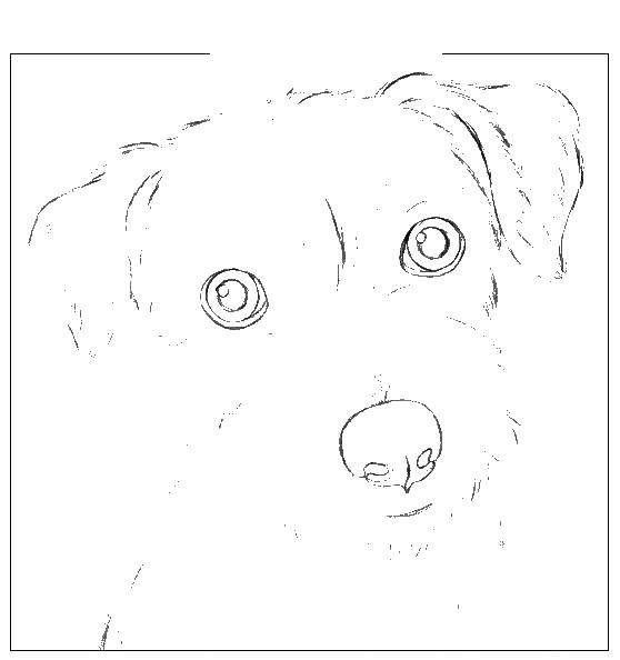 Coloring Draw a dog. Category the contours of the dog. Tags:  draw, dog.
