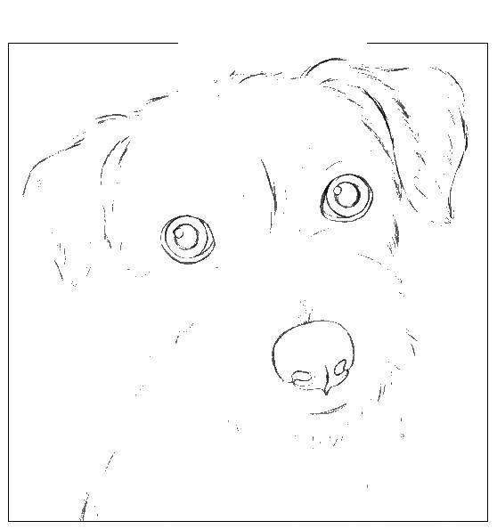 Название: Раскраска Рисуем собаку. Категория: контуры собаки. Теги: рисуем, собака.