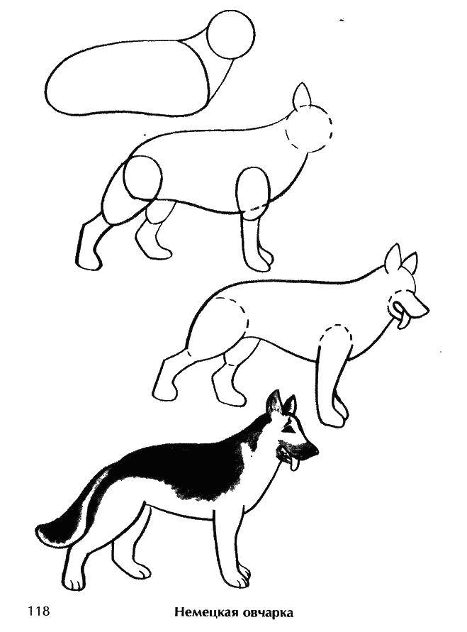 Название: Раскраска Рисуем собаку. Категория: собаки овчарки. Теги: рисуем, собака.