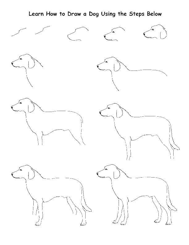Название: Раскраска Рисуем собаку. Категория: собаки. Теги: рисуем, собака.