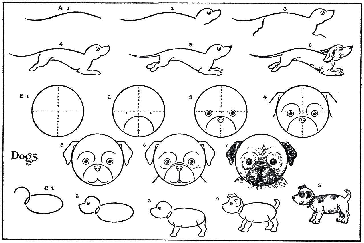 Название: Раскраска Рисуем собаку. Категория: собака. Теги: рисуем, собака.
