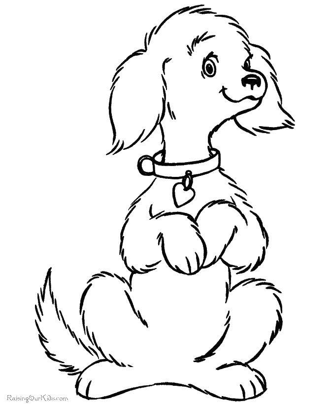 Coloring A dog with a collar. Category dogs. Tags:  the dog.