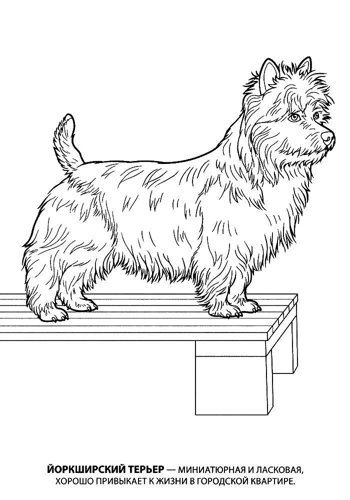 Название: Раскраска Йоркширский терьер. Категория: собака. Теги: йоркширский терьер, собака.