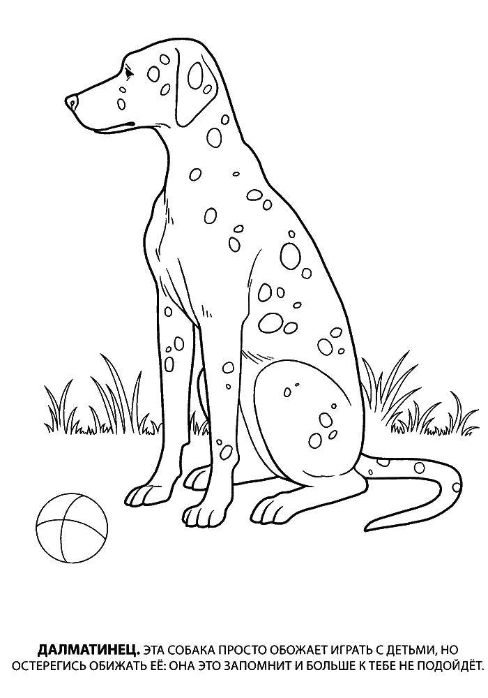 Coloring Dalmatians. Category dogs. Tags:  Dalmatians, dog.