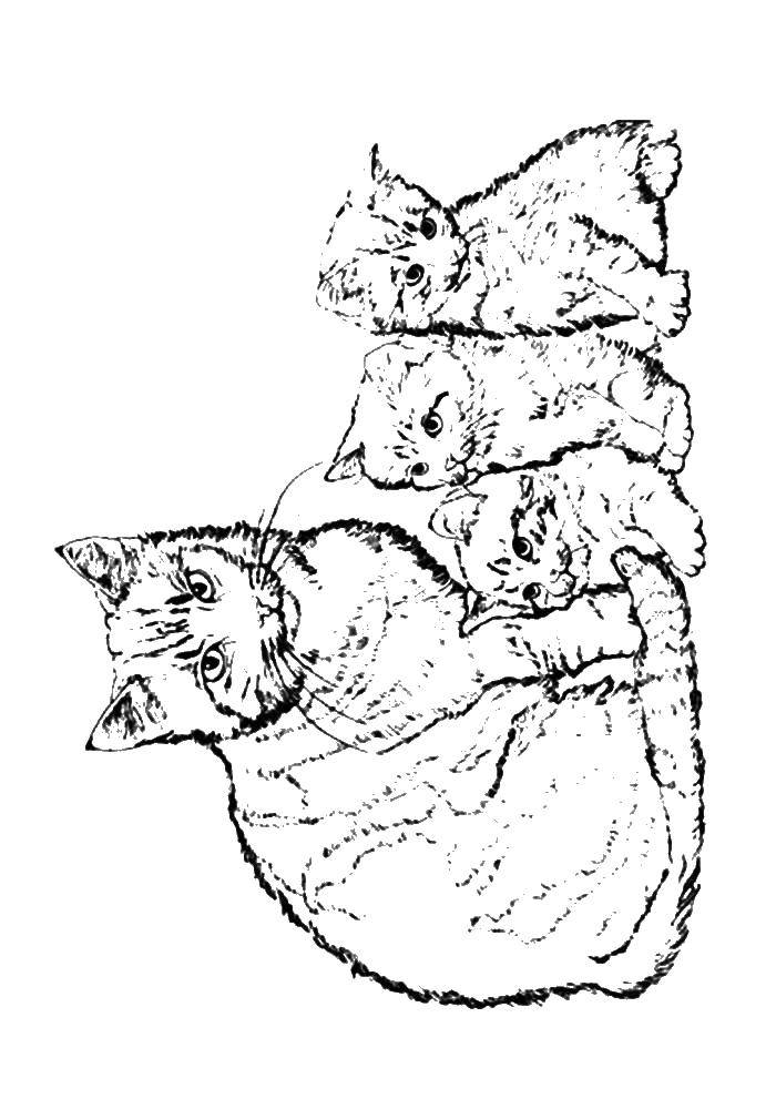 Название: Раскраска Кошка с котятами. Категория: котята и щенки. Теги: кошка, котята.