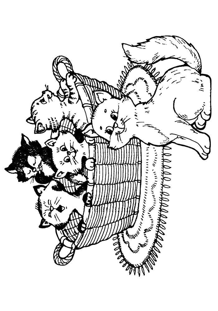 Название: Раскраска Котята в корзине. Категория: котята и щенки. Теги: кошка, котята.