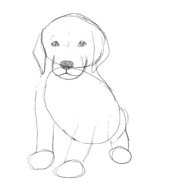 Название: Раскраска Рисуем собаку. Категория: собаки. Теги: рисуем, собака.