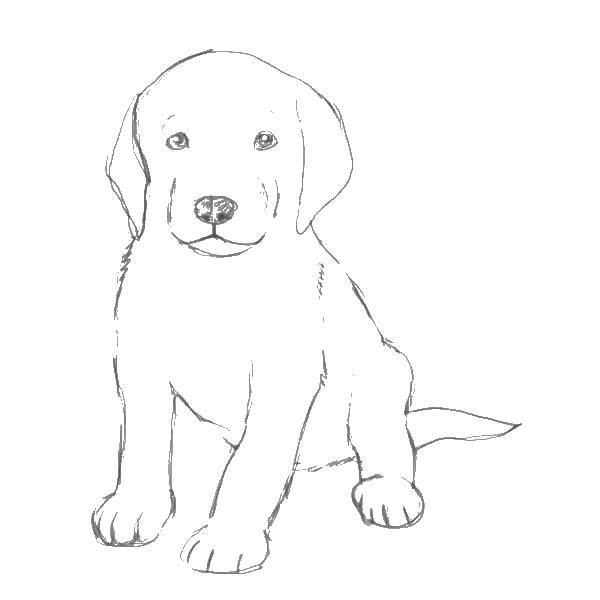 Название: Раскраска Рисуем собаку. Категория: рисуем собаку. Теги: рисуем собаку.