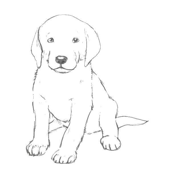 Coloring Draw a dog. Category drawn dog. Tags:  drawn dog.
