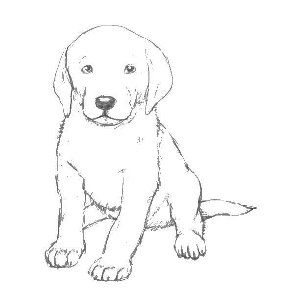 Coloring Draw a dog. Category drawn dog. Tags:  drawn dog.