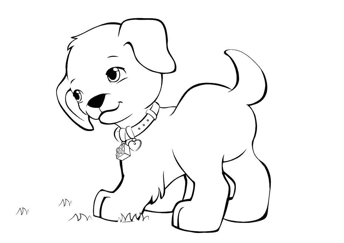 Coloring Puppy with collar. Category dogs puppies. Tags:  dog, puppy.