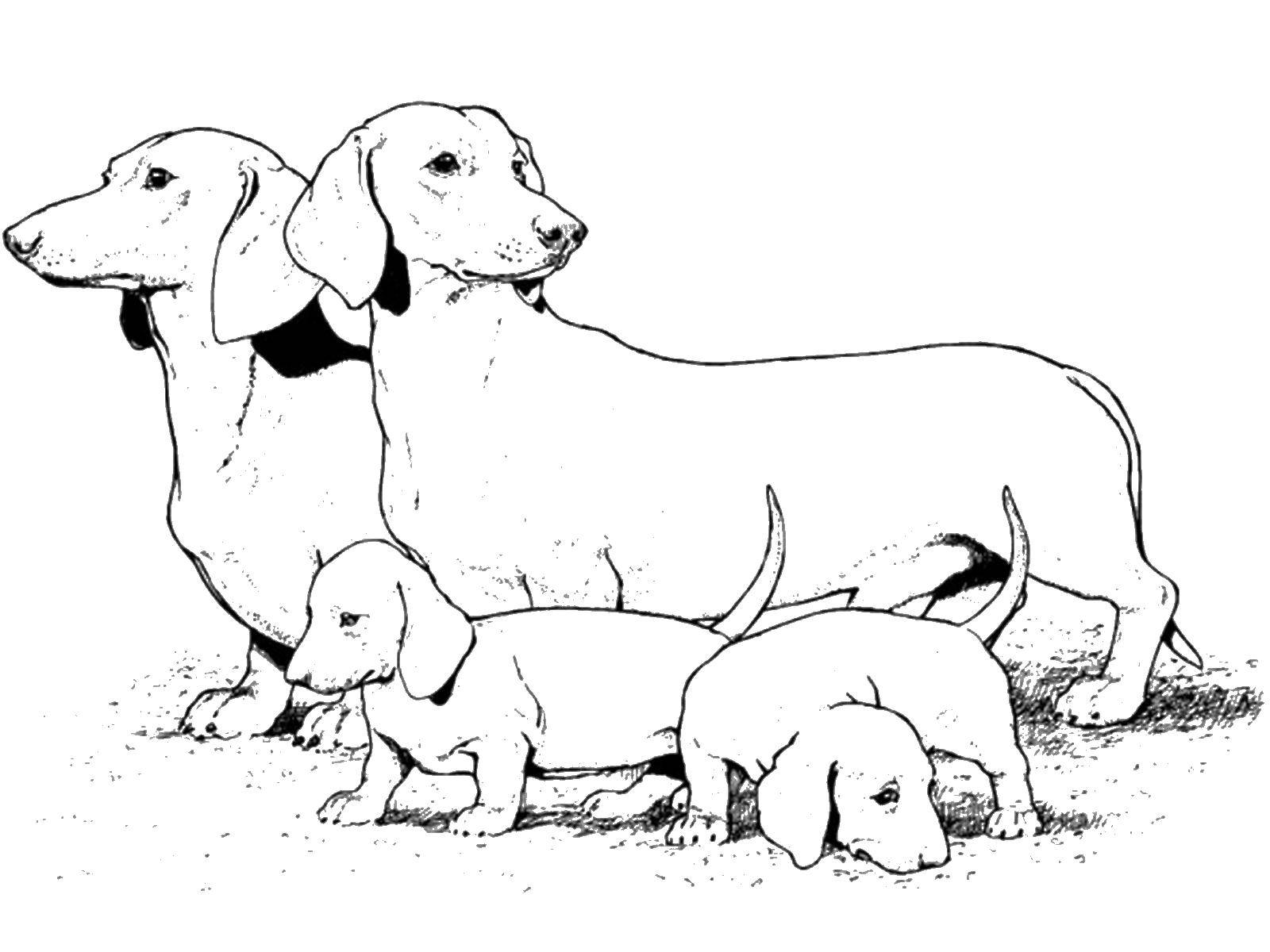 Coloring Family Dachshund. Category dogs. Tags:  Dachshund, dog.