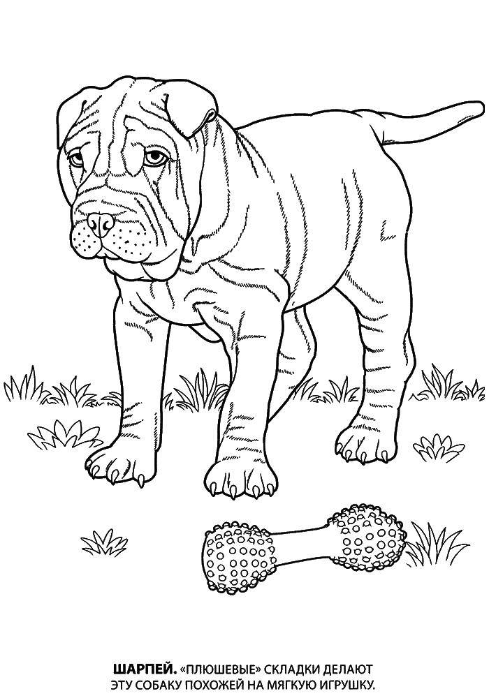 Coloring Sharpay. Category dogs. Tags:  the Shar Pei dog.