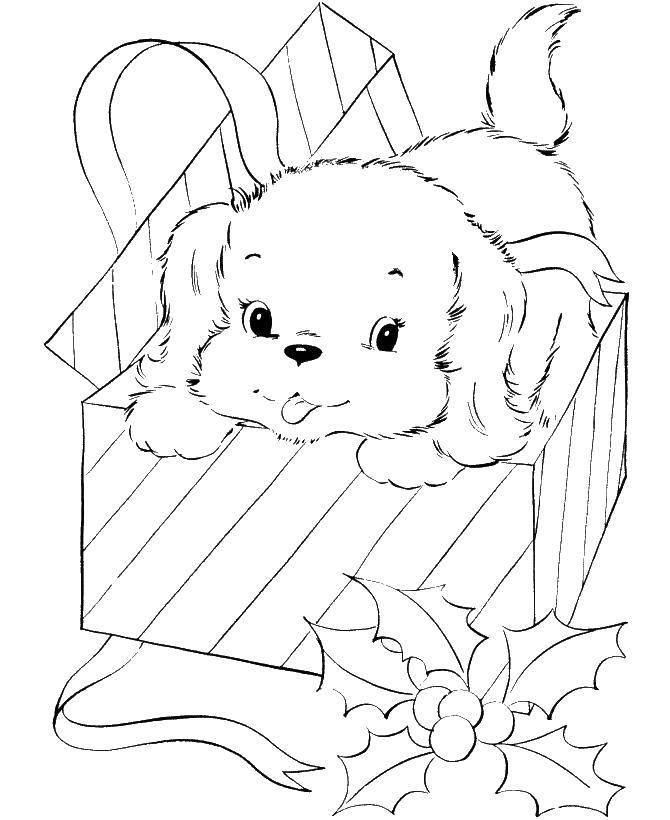 Coloring Dog in a box. Category dogs. Tags:  dog box.