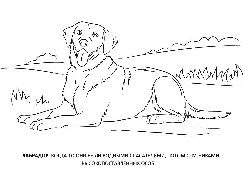 Coloring Labrador. Category dogs. Tags:  Labrador, dog.