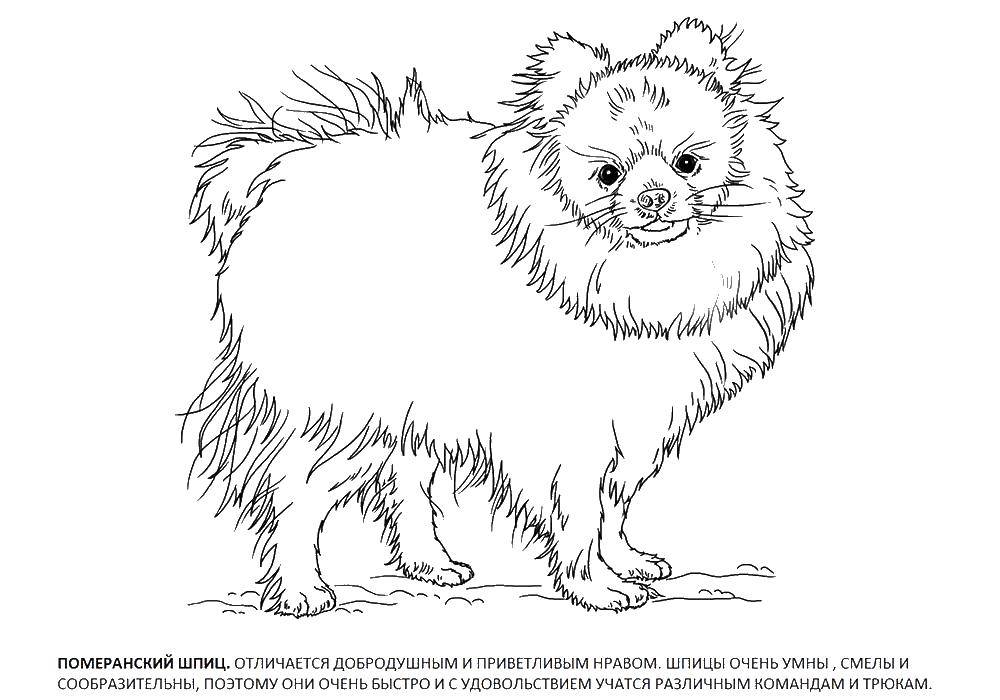 Coloring Pomeranian. Category dogs. Tags:  Pomeranian, dog.