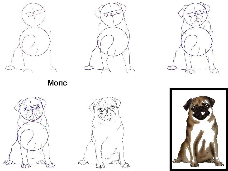 Название: Раскраска Рисуем мопса. Категория: рисуем собаку. Теги: рисуем мопса, собака.