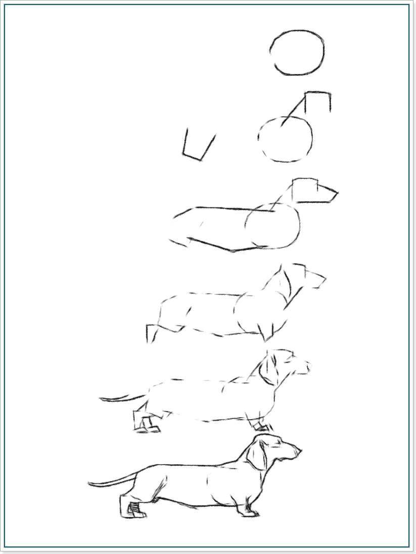 Название: Раскраска Рисуем собаку таксу. Категория: рисуем собаку. Теги: рисуем собаку, таксу.