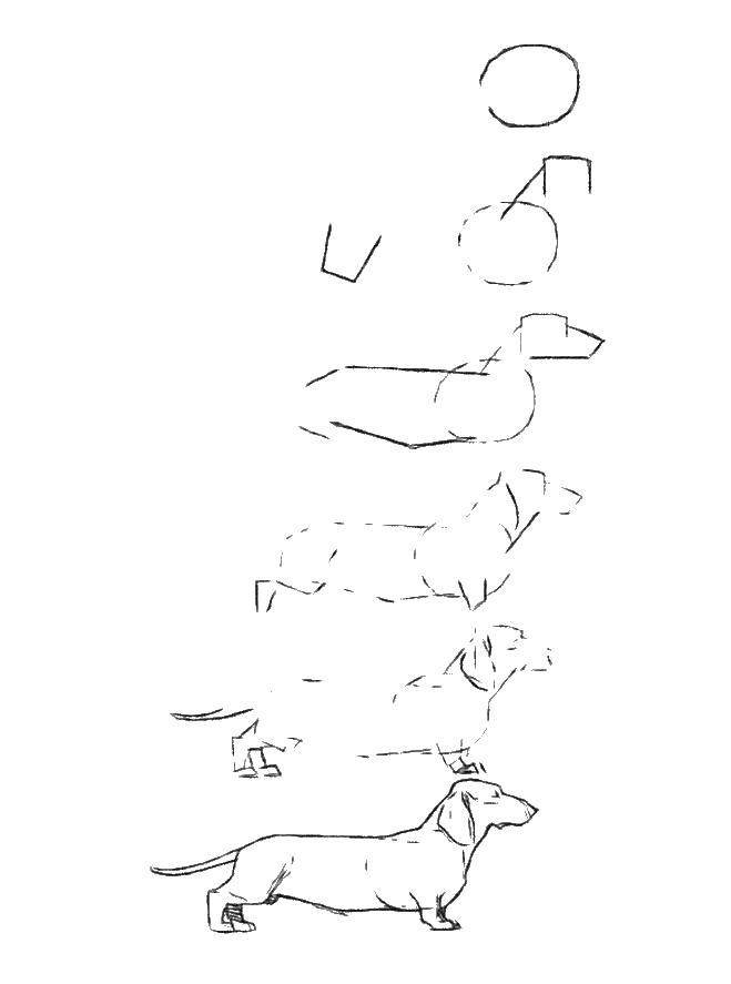 Coloring Draw a Dachshund dog. Category drawn dog. Tags:  drawn, dog, Dachshund.
