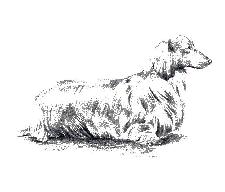 Название: Раскраска Рисуем собаку таксу. Категория: собаки. Теги: рисуем собаку, таксу.