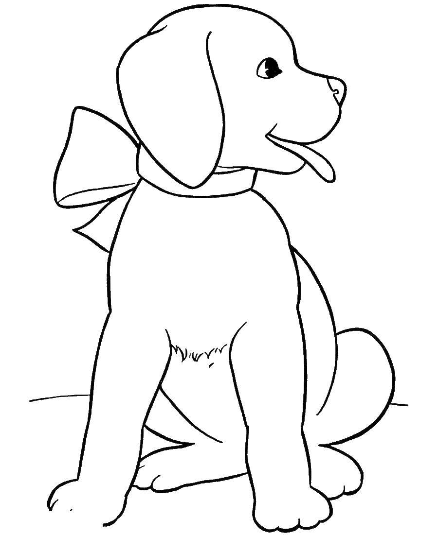 Название: Раскраска Щенок с бантиком. Категория: собаки. Теги: собака, щенок.