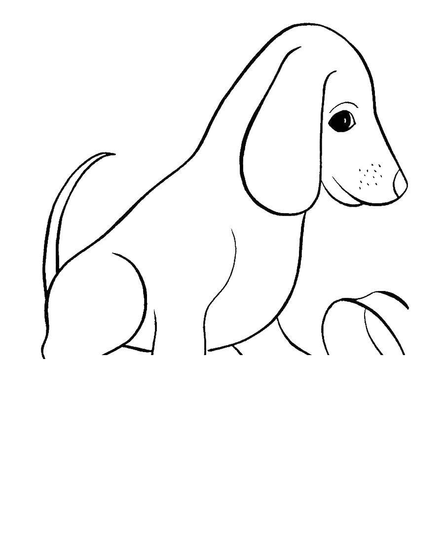 Coloring Puppy. Category dogs. Tags:  dog, puppy.