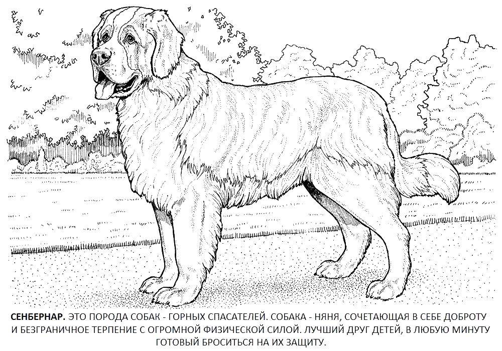 Coloring St. Bernard. Category dogs. Tags:  The Saint Bernard dog.