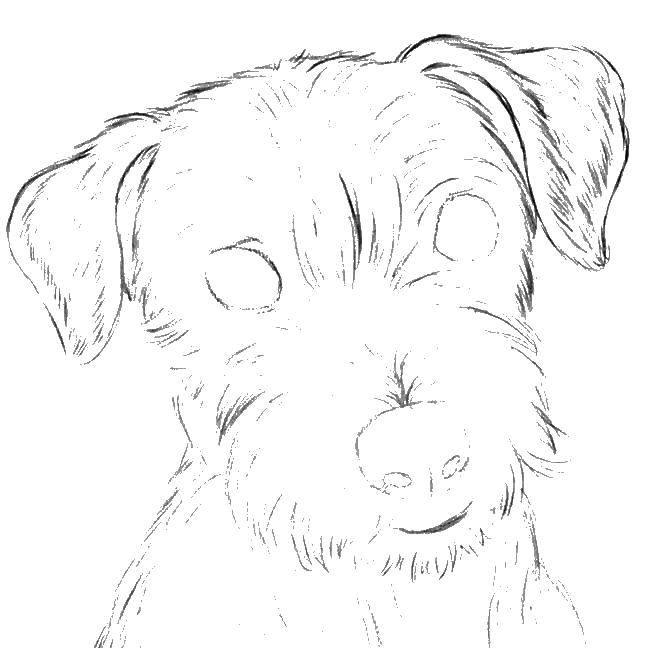 Coloring Dog. Category dogs. Tags:  the dog.