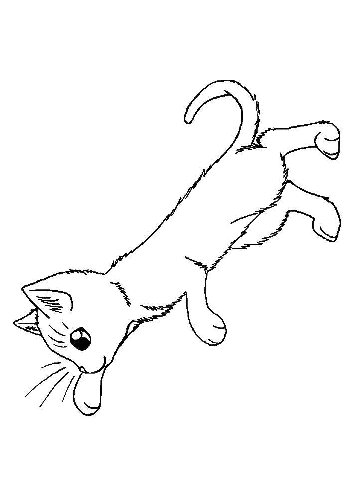 Название: Раскраска Маленький котенок. Категория: Коты и котята. Теги: животные, кошка, котенок.
