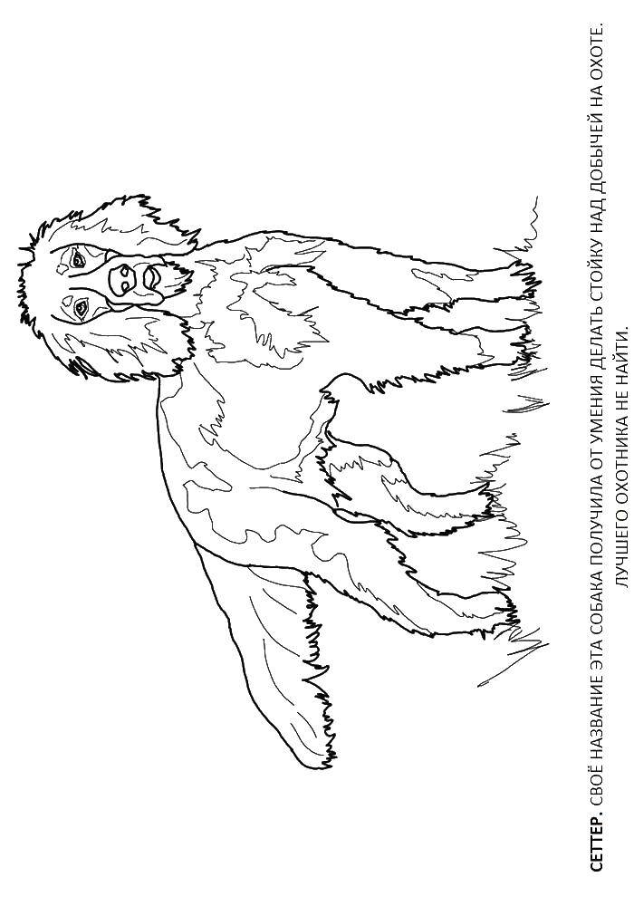 Название: Раскраска Собака породы сеттер. Категория: собаки. Теги: животные, собака, щенок, пес, Сеттер.
