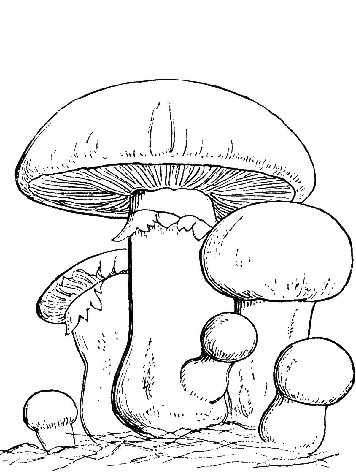 Coloring Mushrooms. Category mushrooms. Tags:  fungus.