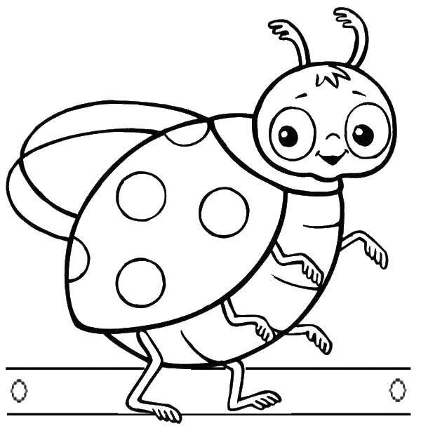 Coloring Ladybug. Category Insects. Tags:  insects, ladybug.