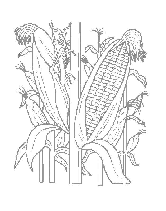 Coloring Corn. Category Corn. Tags:  corn.