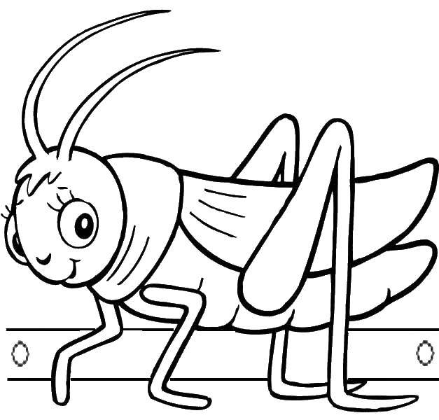 Название: Раскраска Кузнечик. Категория: Насекомые. Теги: кузнечик, насекомые.