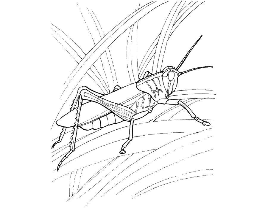 Coloring Grasshopper. Category grasshopper . Tags:  grasshopper .