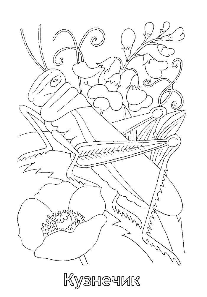 Coloring Grasshopper. Category grasshopper . Tags:  grasshopper .