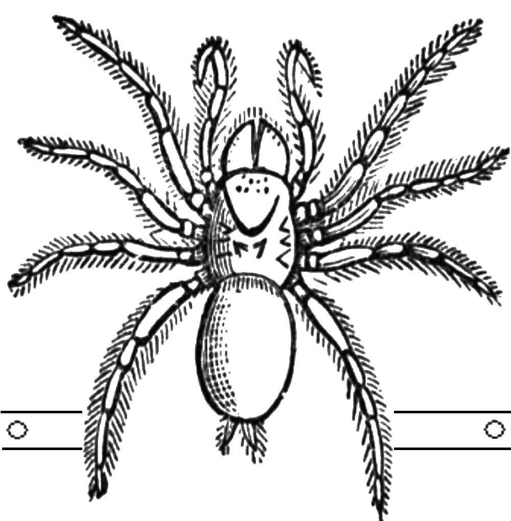 Coloring Spider. Category Insects. Tags:  insects, spider, spider.