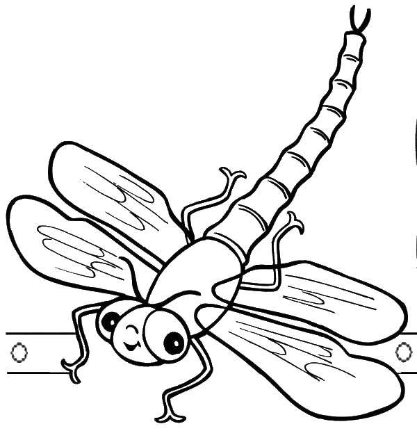 Coloring Dragonfly. Category Insects. Tags:  dragonfly, insects.