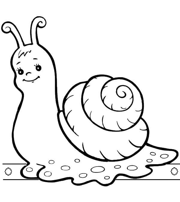 Coloring Snail. Category Animals. Tags:  animals, snail, shell.