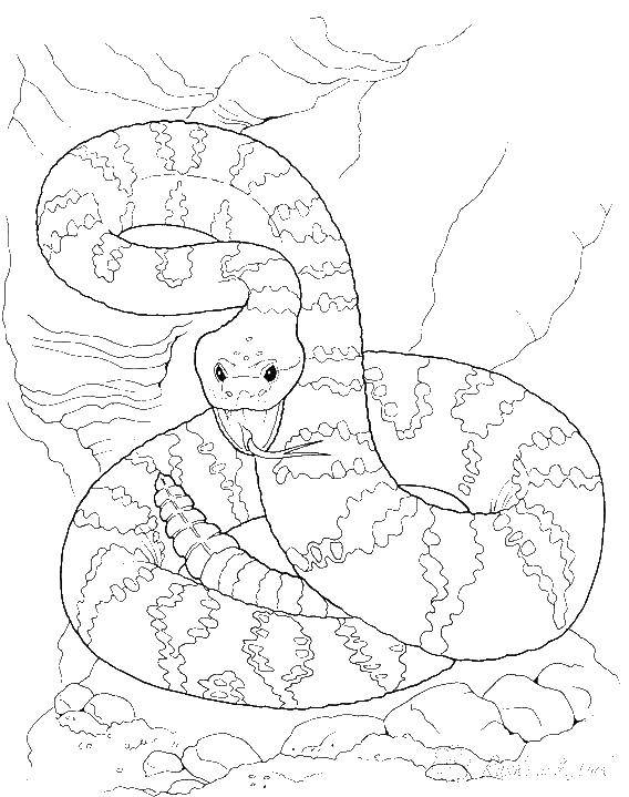 Coloring Evil snake. Category Animals. Tags:  animals, snake.