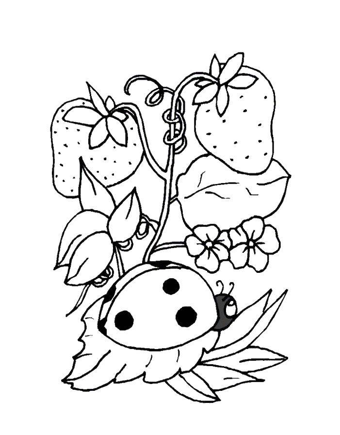 Coloring Ladybug sitting under a strawberry. Category ladybug. Tags:  ladybug.