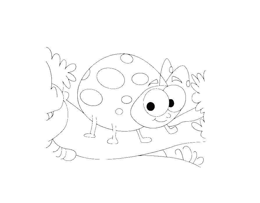 Coloring Ladybug. Category ladybug. Tags:  ladybug.