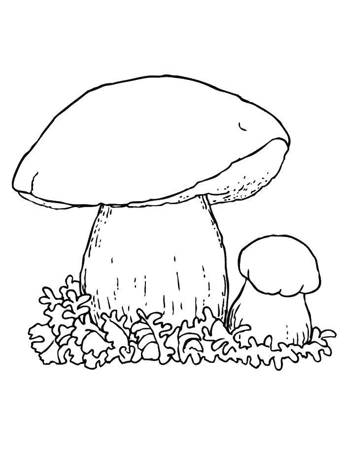 Coloring Mushrooms. Category mushrooms. Tags:  mushrooms.