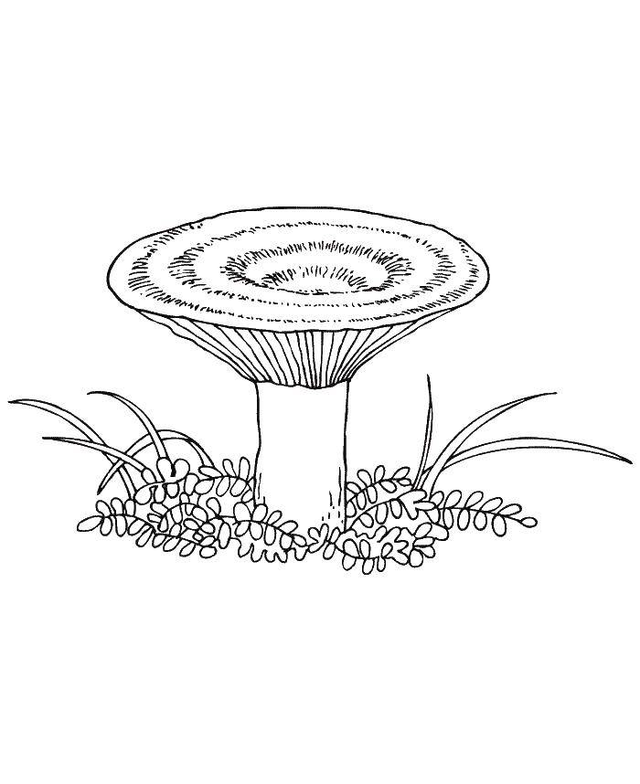 Название: Раскраска Грибы. Категория: грибы. Теги: грибы.
