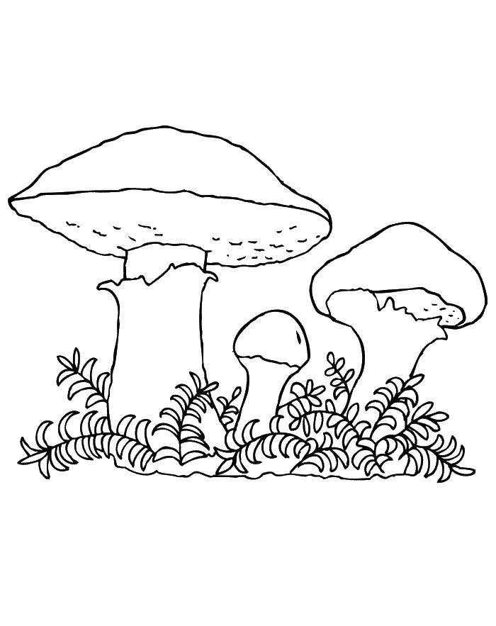 Coloring Mushrooms. Category mushrooms. Tags:  mushrooms.