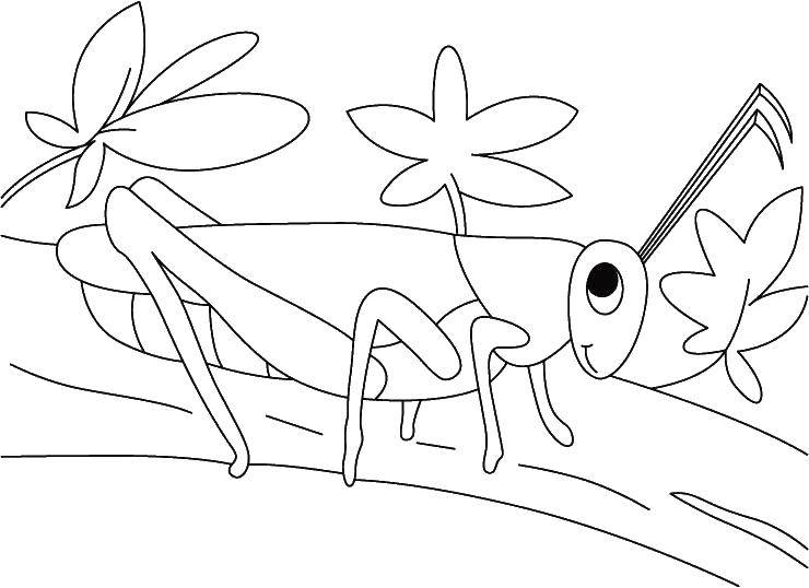 Coloring Grasshopper. Category grasshopper . Tags:  grasshopper .