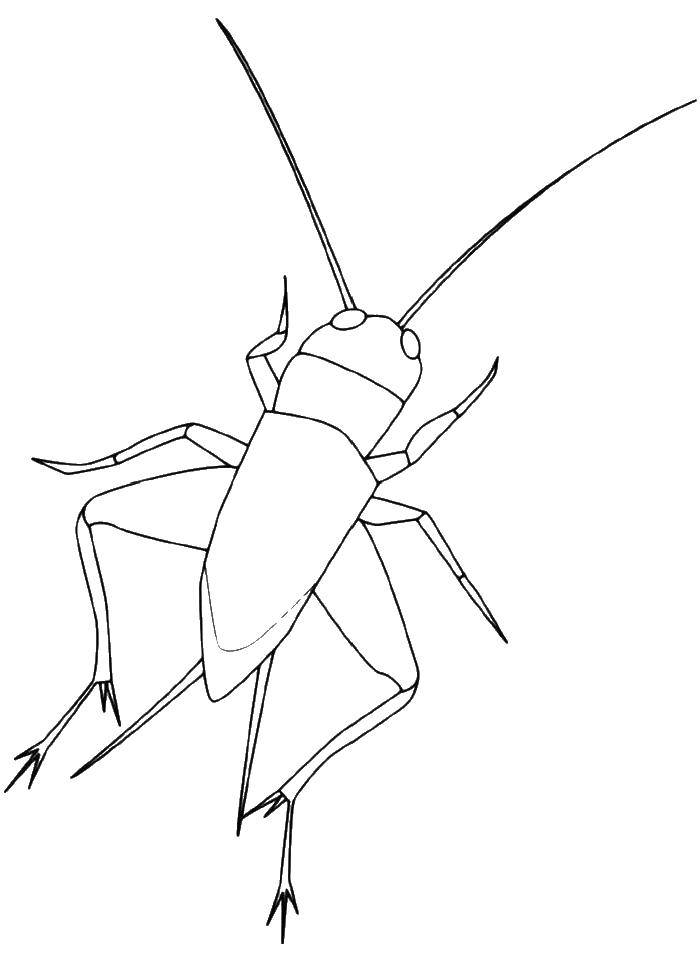 Coloring Grasshopper. Category grasshopper . Tags:  grasshopper .